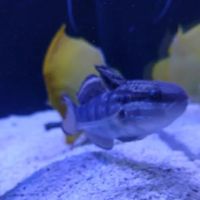 Top Shelf Aquatics ico