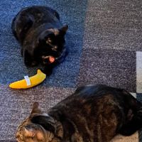 Shohola Veterinary Hospital ico