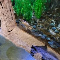 Aquariums Fish & Coral ico