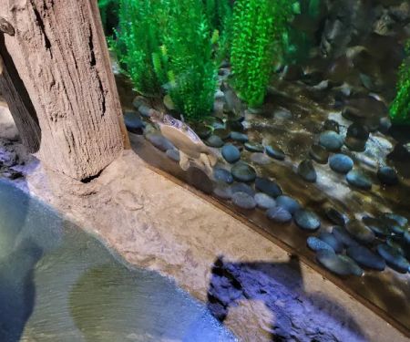 Aquariums Fish & Coral