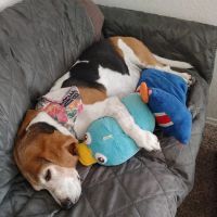 Pet Supplies Plus Winter Park ico