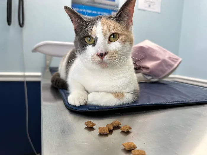 Long Branch Animal Hospital Picture 4