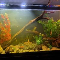 Aquarium and Pond Experts ico