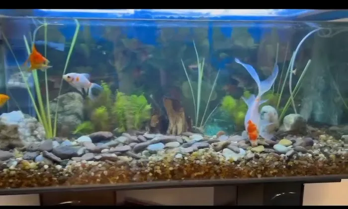 Aquarium and Pond Experts Picture 3