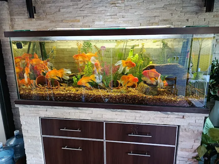 Aquarium and Pond Experts Picture 4