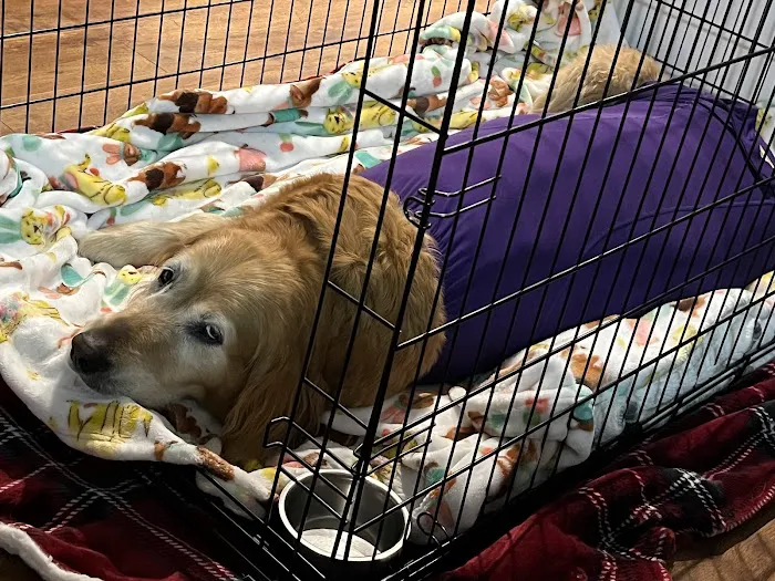 Howell Animal Hospital Surgical and Diagnostic Center Picture 2