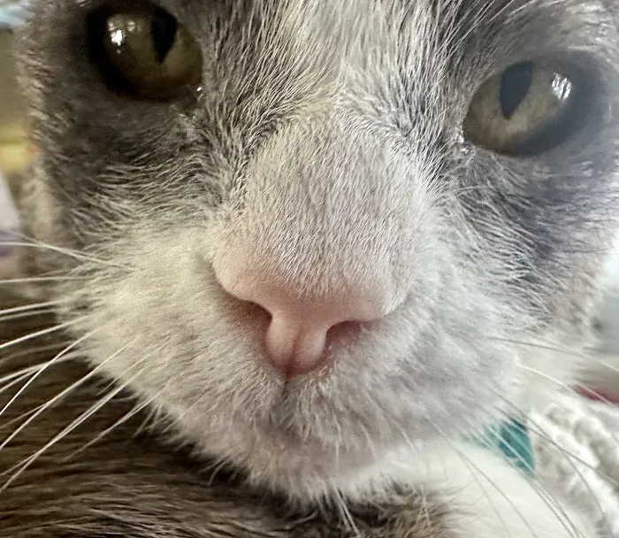 Howell Animal Hospital Surgical and Diagnostic Center Picture 4