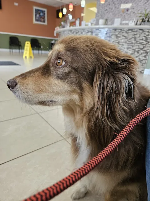 Howell Animal Hospital Surgical and Diagnostic Center Picture 3