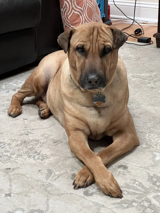 Howell Animal Hospital Surgical and Diagnostic Center Picture 5