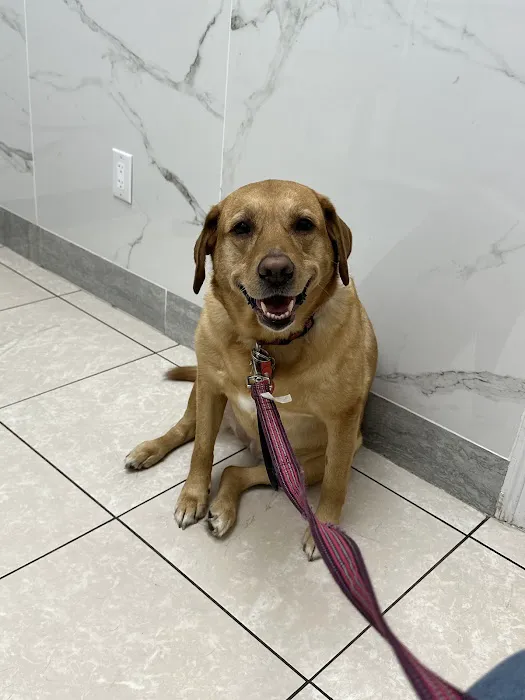 Howell Animal Hospital Surgical and Diagnostic Center Picture 7