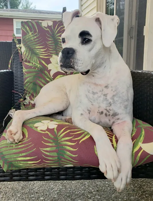 Howell Animal Hospital Surgical and Diagnostic Center Picture 8