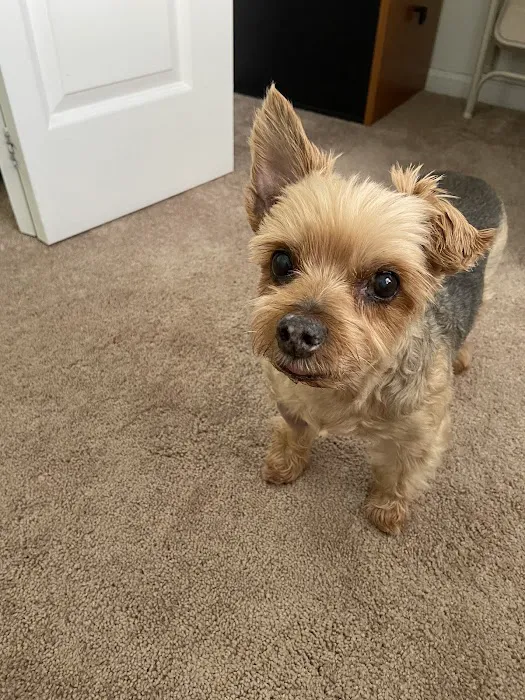 Howell Animal Hospital Surgical and Diagnostic Center Picture 1