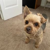 Howell Animal Hospital Surgical and Diagnostic Center ico