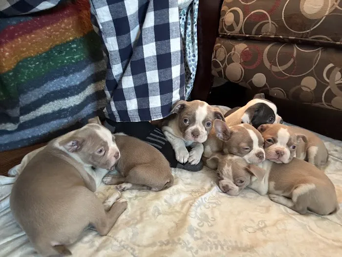 Howell Animal Hospital Surgical and Diagnostic Center Picture 9