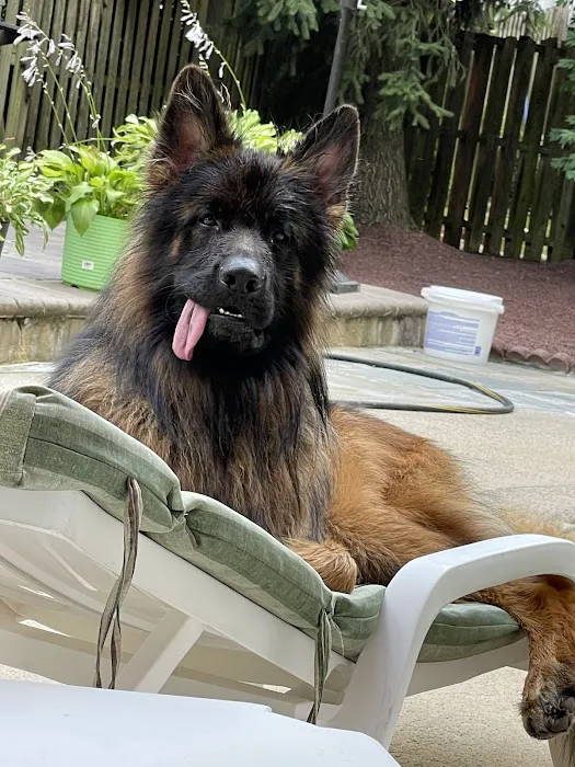 Howell Animal Hospital Surgical and Diagnostic Center Picture 10