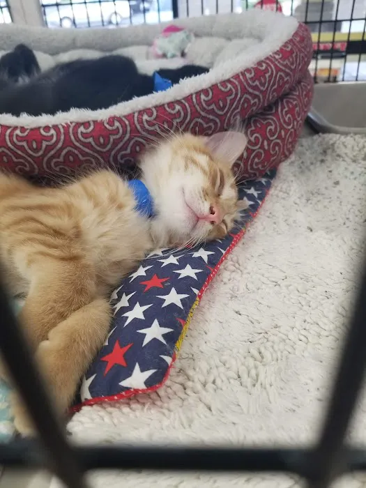 Pet Supermarket Picture 4