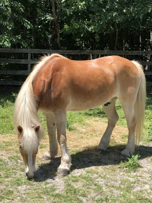 Coastal Elite Veterinary Services Picture 4