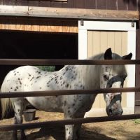 Coastal Elite Veterinary Services ico