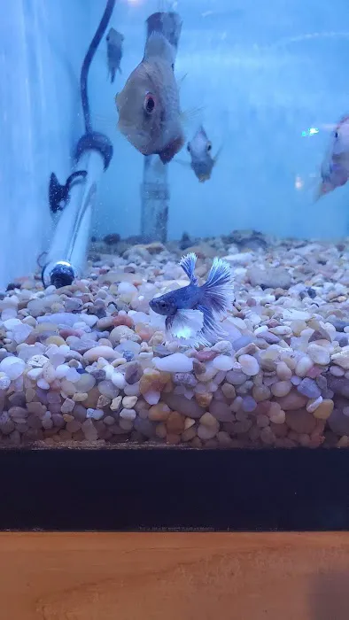 Ocean Blue Aquarium Picture 8