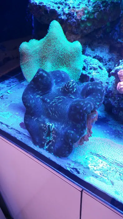 Ocean Blue Aquarium Picture 6