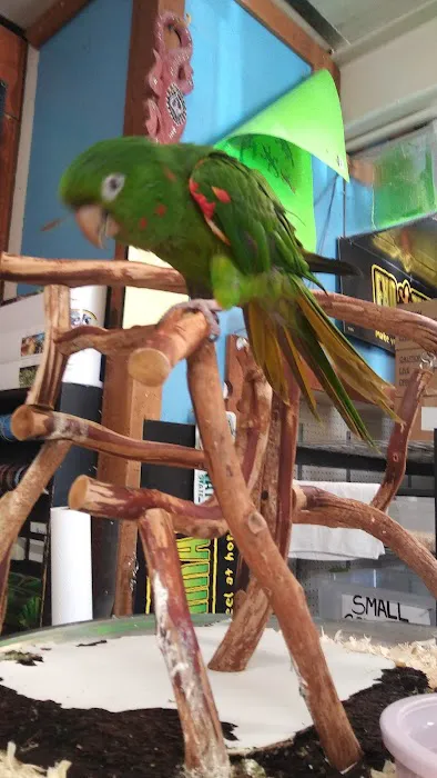 Pet Bazaar Picture 8