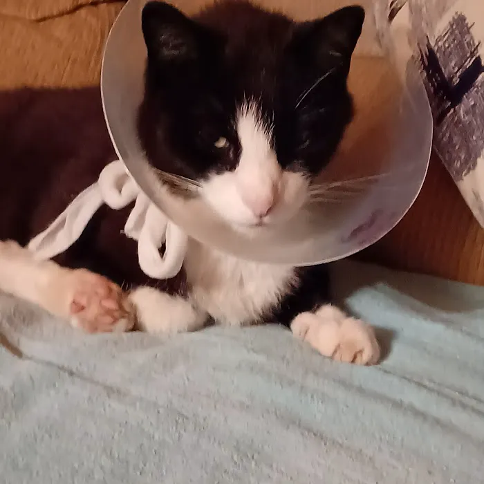 True Care Veterinary Hospital Picture 6