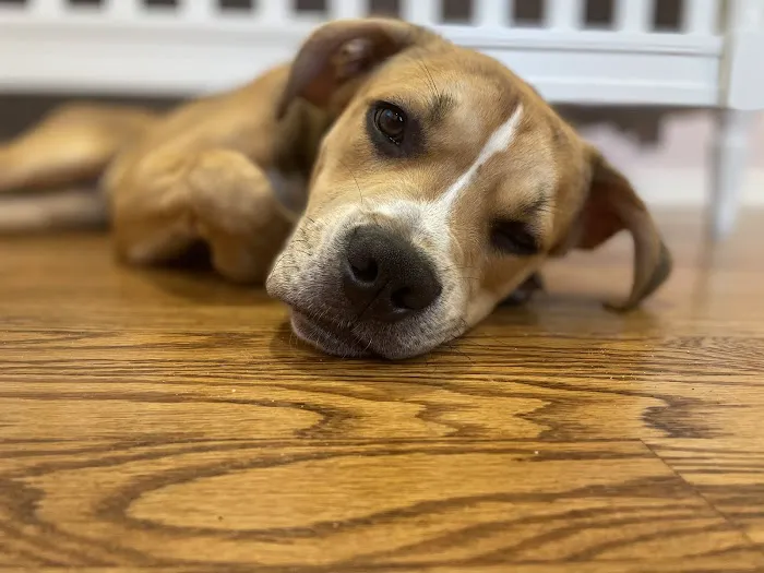 True Care Veterinary Hospital Picture 7