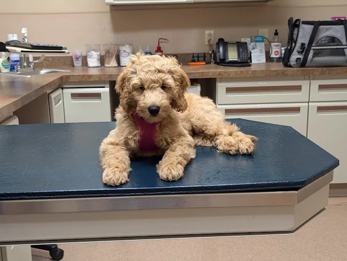 True Care Veterinary Hospital Picture 8