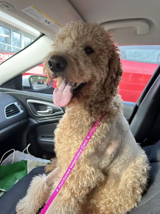 Purrfurred Veterinary Care with Dr. Tracie Glicker Picture 8