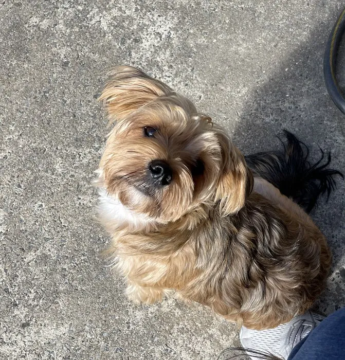 Purrfurred Veterinary Care with Dr. Tracie Glicker Picture 7