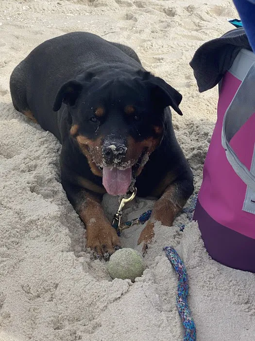 Purrfurred Veterinary Care with Dr. Tracie Glicker Picture 3