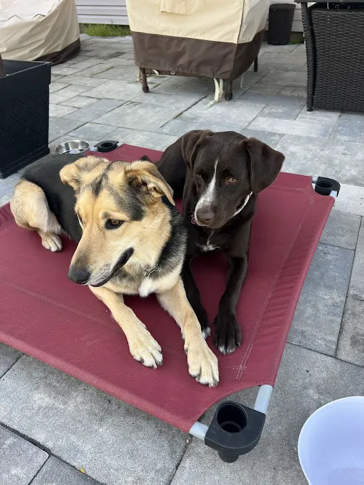 Purrfurred Veterinary Care with Dr. Tracie Glicker Picture 2