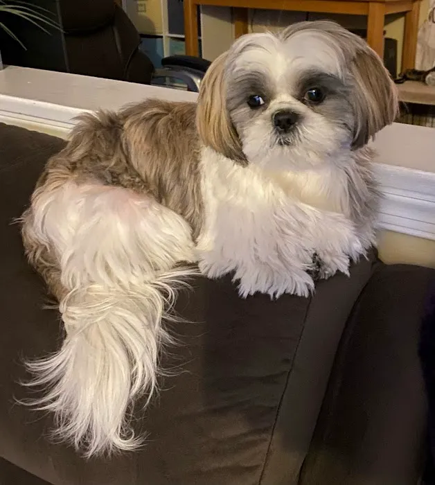 Purrfurred Veterinary Care with Dr. Tracie Glicker Picture 5