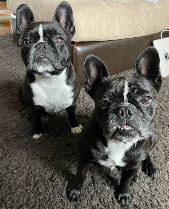 Purrfurred Veterinary Care with Dr. Tracie Glicker Picture 9