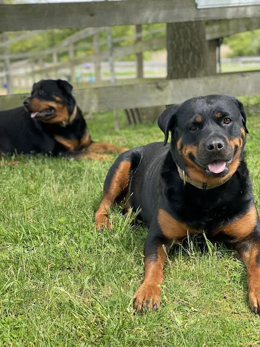 Purrfurred Veterinary Care with Dr. Tracie Glicker Picture 1