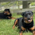 Purrfurred Veterinary Care with Dr. Tracie Glicker