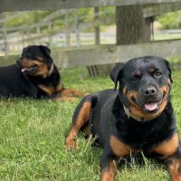 Purrfurred Veterinary Care with Dr. Tracie Glicker ico