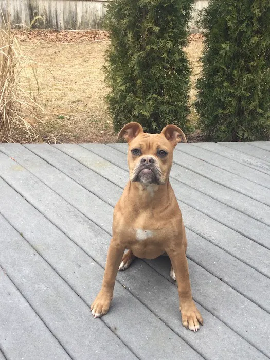 Ramtown Animal Hospital of Howell Picture 10