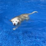 Ramtown Animal Hospital of Howell
