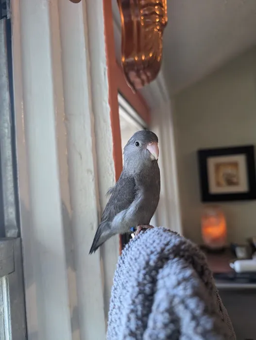 Friendly Bird Aviary Picture 2