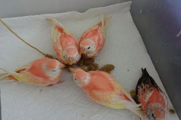 Friendly Bird Aviary Picture 5