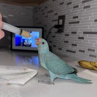 Friendly Bird Aviary ico