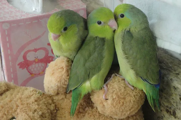 Friendly Bird Aviary Picture 7