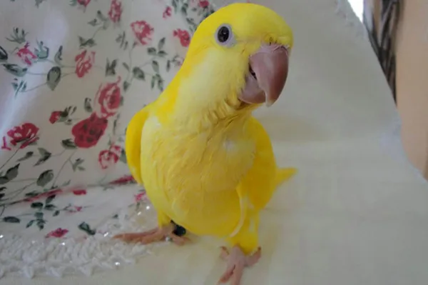 Friendly Bird Aviary Picture 6