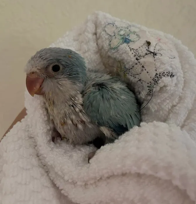 Friendly Bird Aviary Picture 4