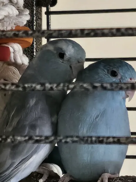 Friendly Bird Aviary Picture 3