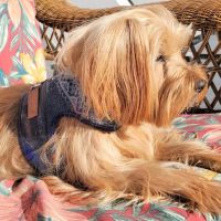 Allenwood Animal Hospital ico