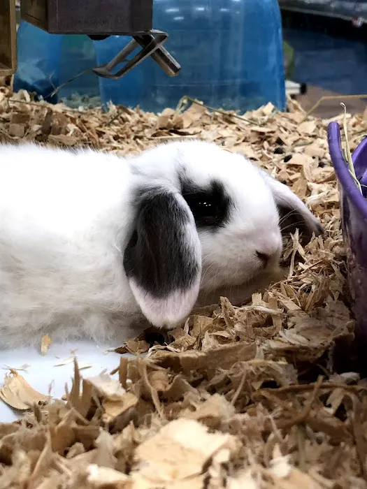 Pet Supermarket Picture 2
