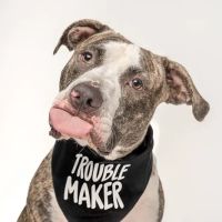 City By The Sea Veterinary ico