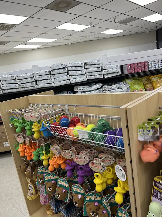 Chews A Puppy Picture 7